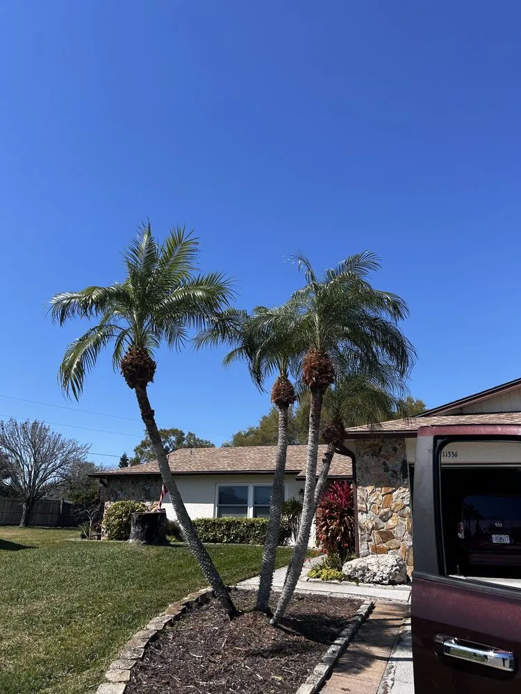 Local yard cleanup service with custom design across Redington Shores, FL - Dynamic Trees