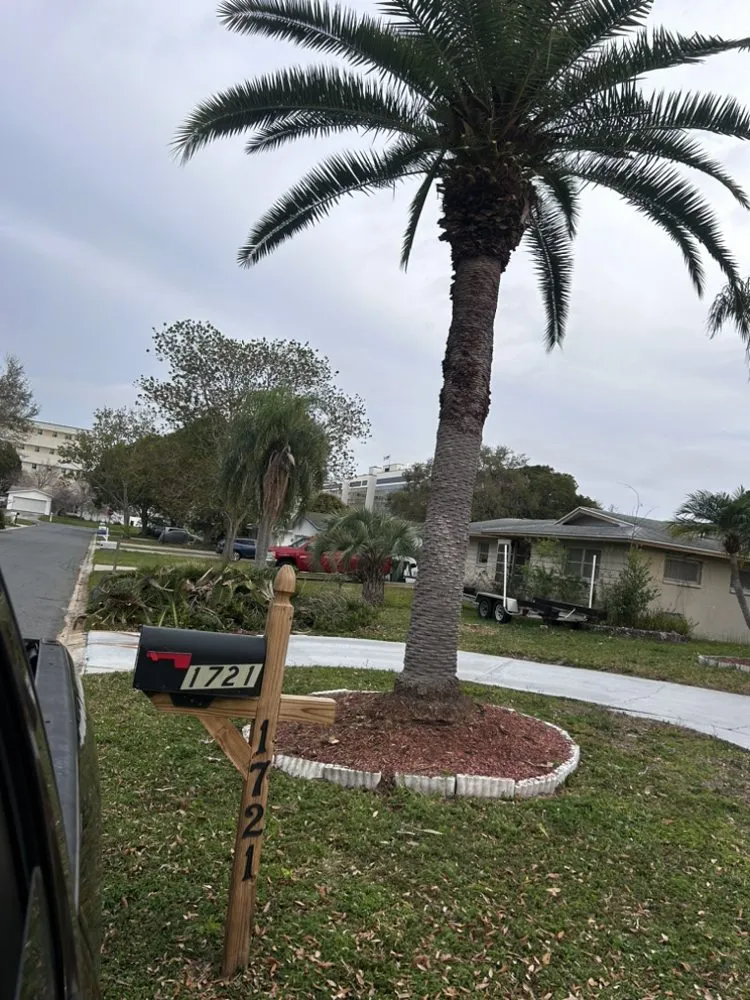 Top-rated yard maintenance for beautiful yards across Redington Shores, FL - Dynamic Trees