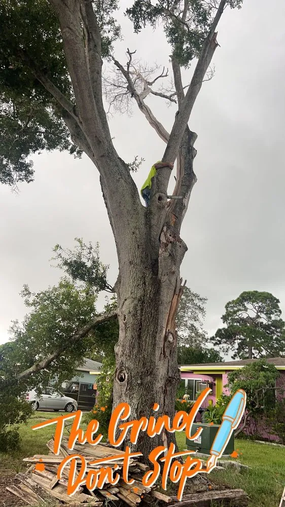 Expert garden landscaping near you in Redington Shores, FL by Dynamic Trees