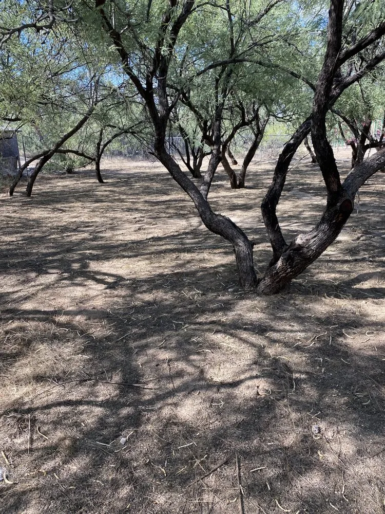 Custom landscape installation in Tucson, AZ - Dynamite Handyman and Landscaping