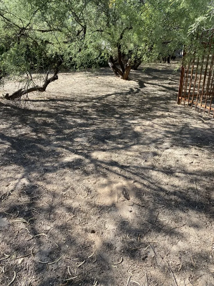 Reliable yard cleanup service in Tucson, AZ by Dynamite Handyman and Landscaping