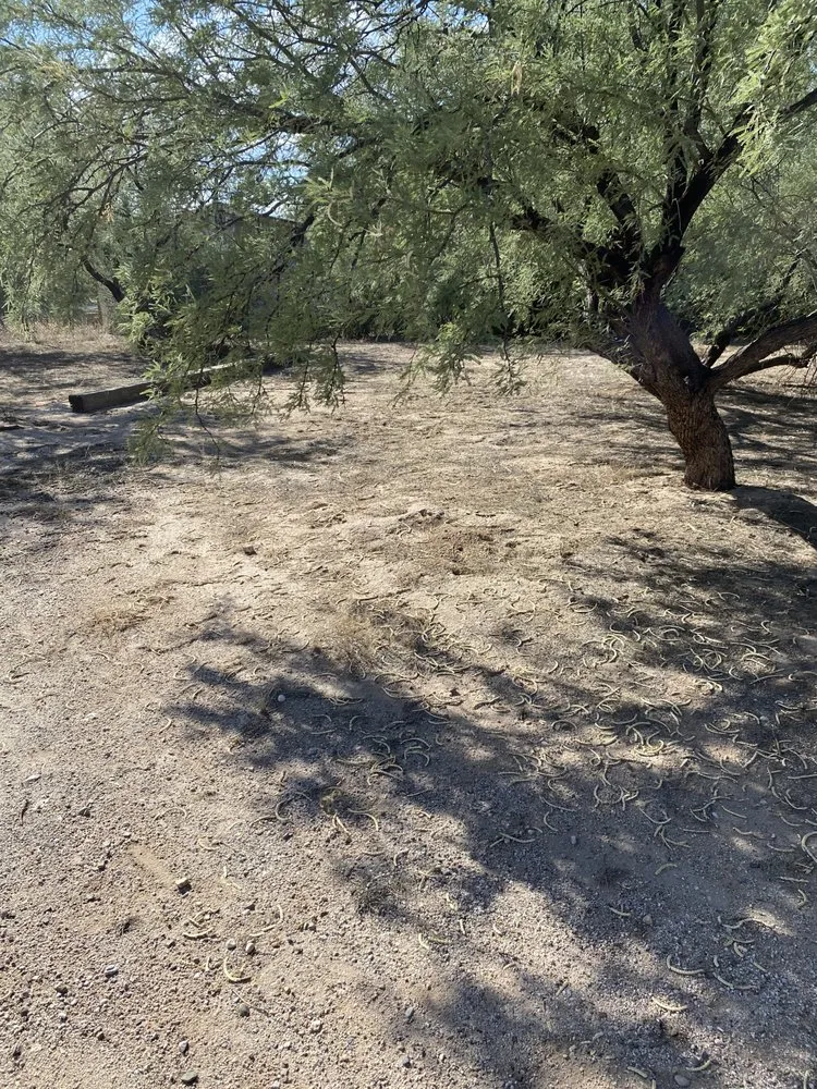 Reliable residential landscaping for beautiful yards across Tucson, AZ - Dynamite Handyman and Landscaping