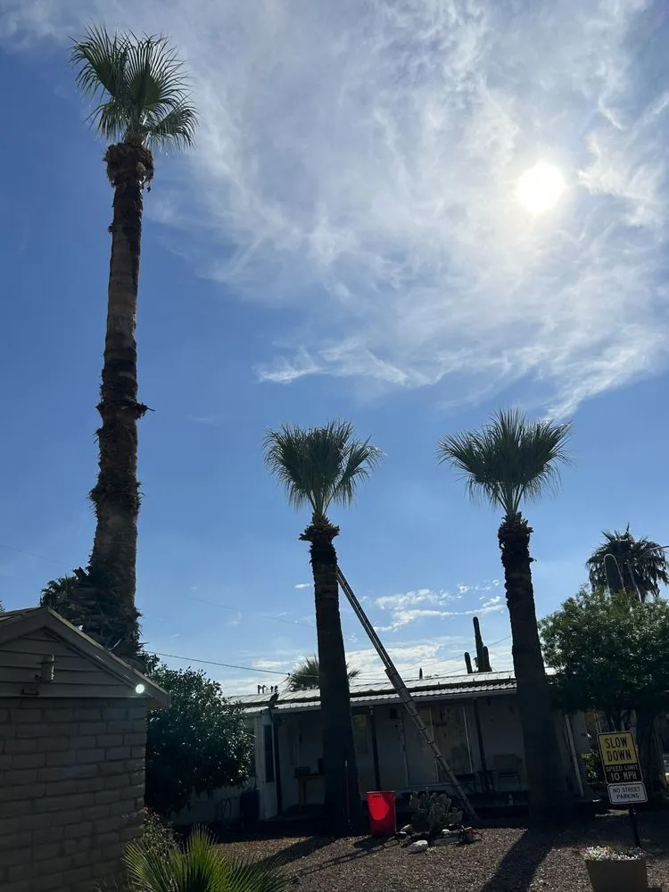 Expert residential landscaping for outdoor upgrades across Arizona City, AZ - DZ Landscaping