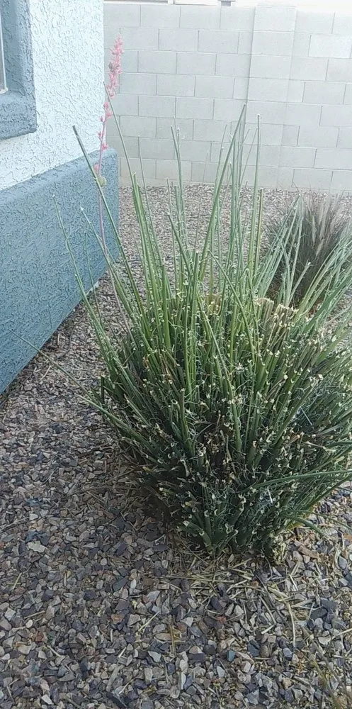 Local yard cleanup service experts serving Arizona City, AZ - DZ Landscaping