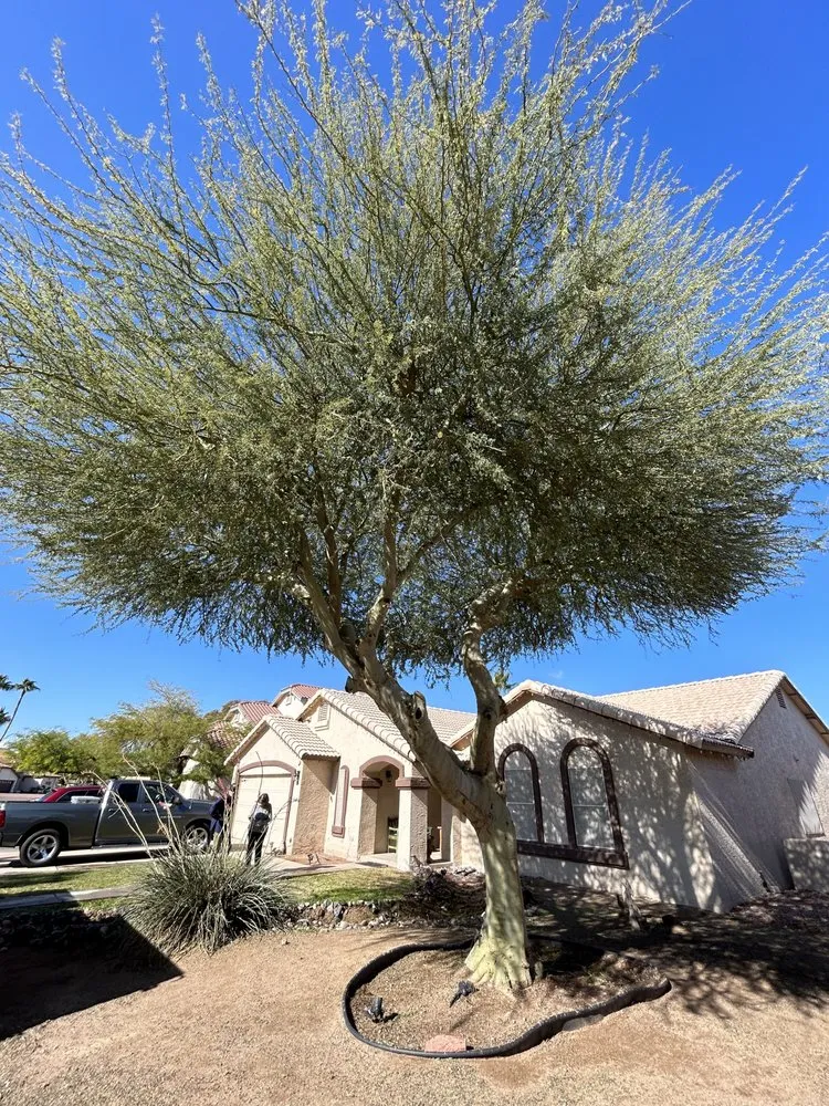 Trusted landscaping services experts serving Arizona City, AZ - DZ Landscaping