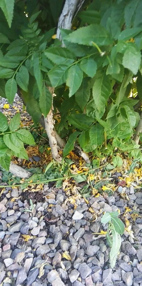 Affordable landscape design for beautiful yards in Arizona City, AZ by DZ Landscaping