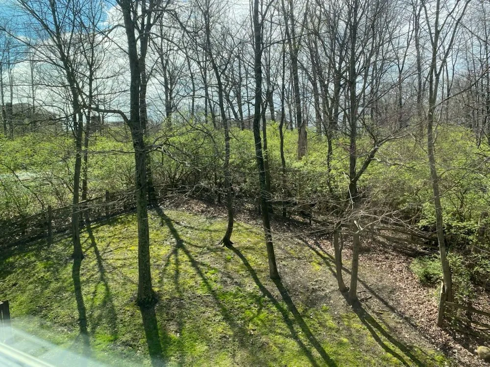 Trusted yard cleanup service experts serving Miamisburg, OH - D&Z Shrub & Forestry