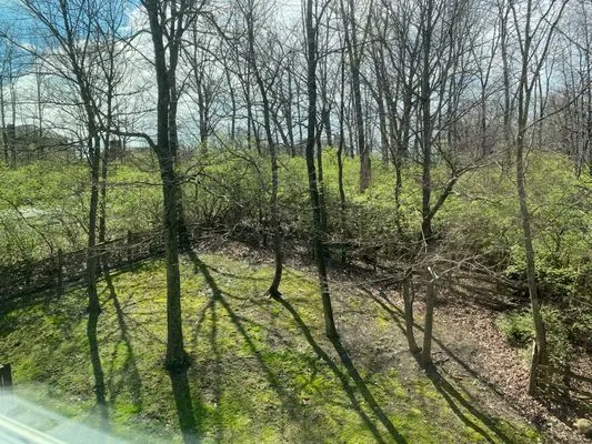 D&Z Shrub & Forestry Logo