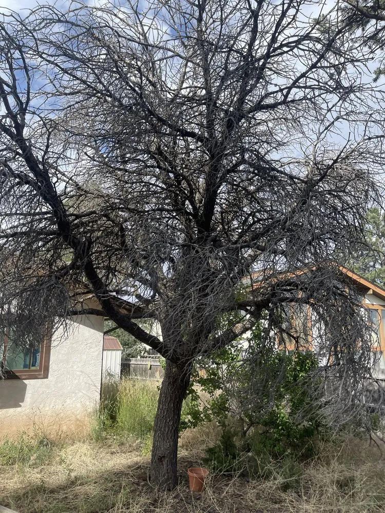 Local residential landscaping for outdoor upgrades across Los Alamos, NM - DZ Tree