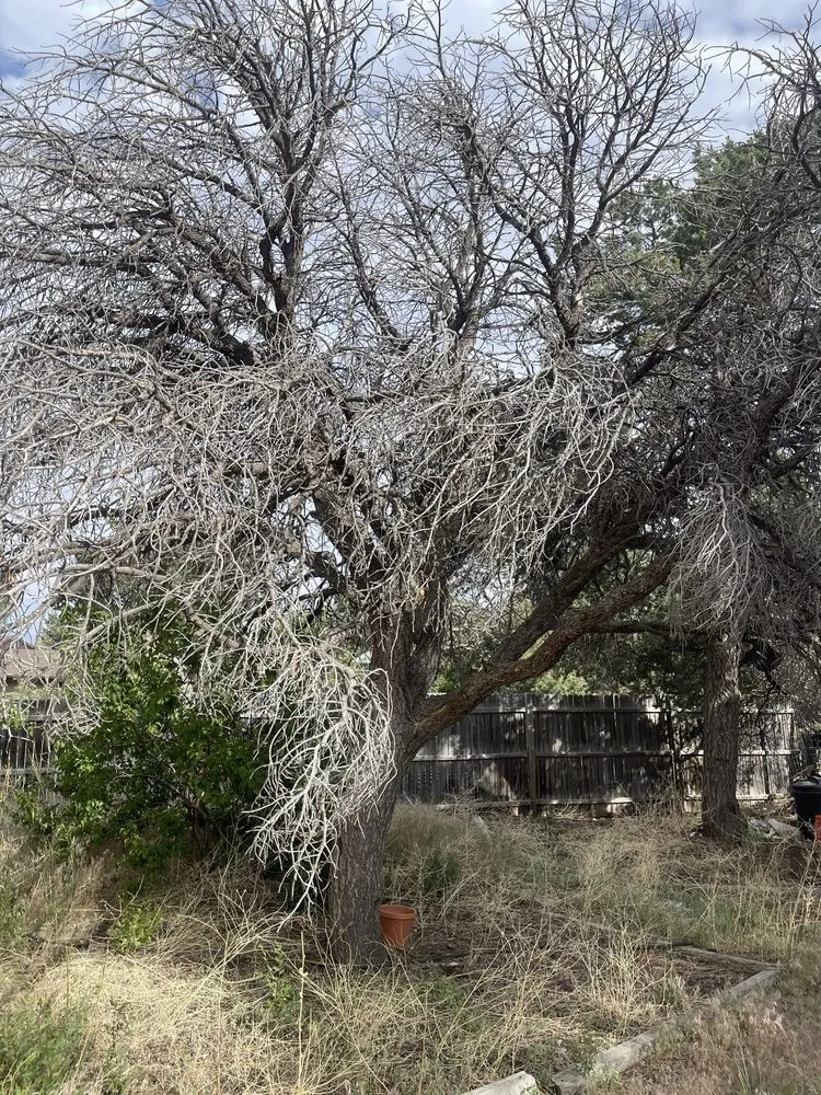 Expert landscape design in Los Alamos, NM by DZ Tree