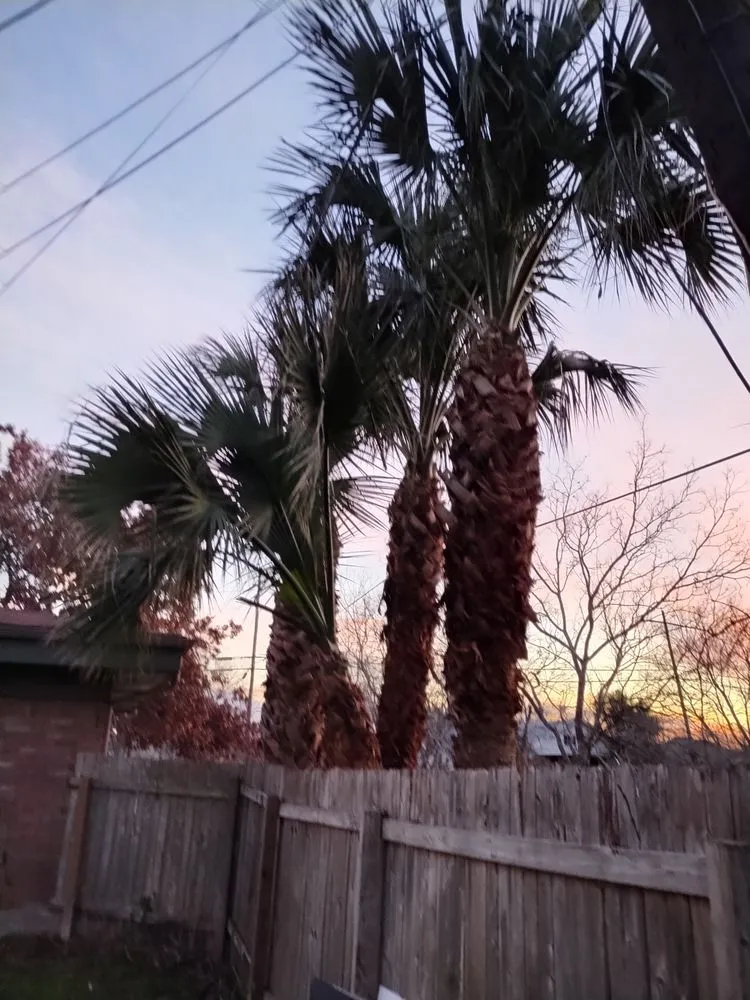 Top-rated lawn mowing service near you in Austin, TX by E & B Landscaping And Tree Service