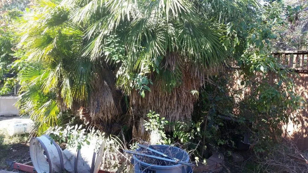 Trusted landscaping services for year-round maintenance across San Antonio, TX - E & B Tree service and Landscaping