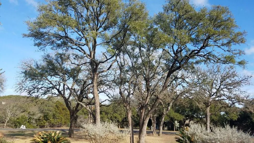 Professional outdoor landscaping in San Antonio, TX by E & B Tree service and Landscaping