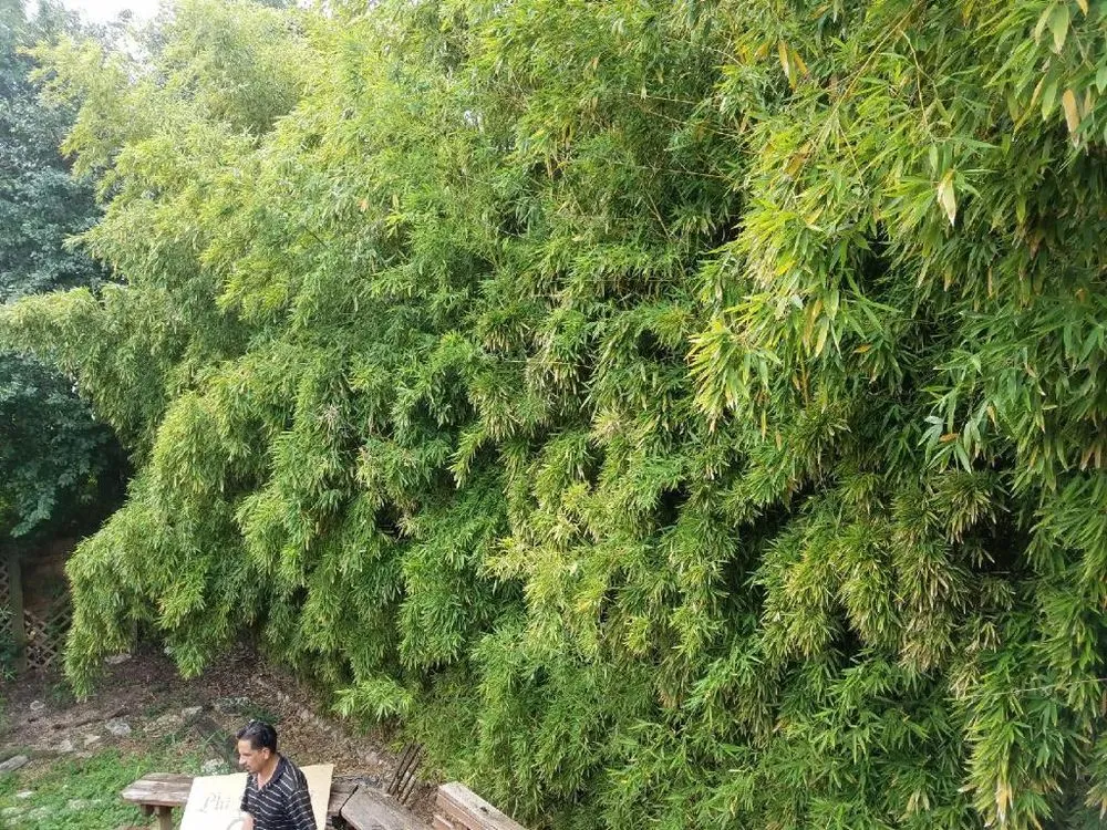 Custom garden landscaping for outdoor upgrades across San Antonio, TX - E & B Tree service and Landscaping