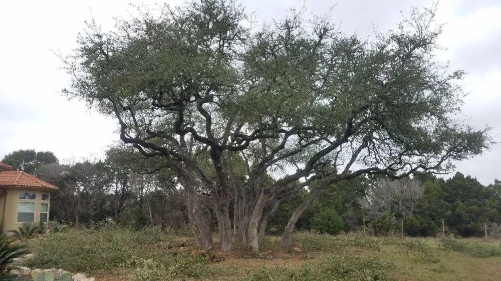 Local lawn mowing service for beautiful yards in San Antonio, TX by E & B Tree service and Landscaping