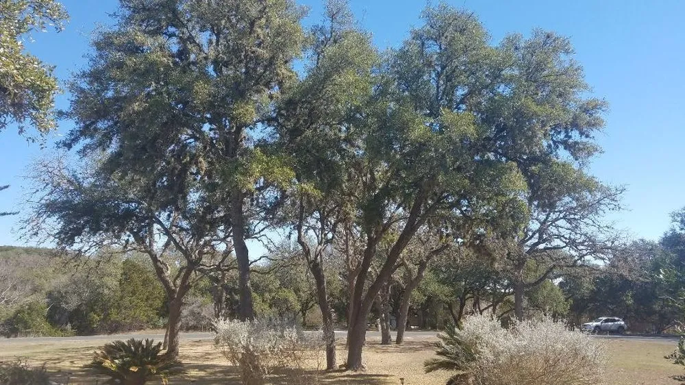 Professional landscape installation in San Antonio, TX by E & B Tree service and Landscaping