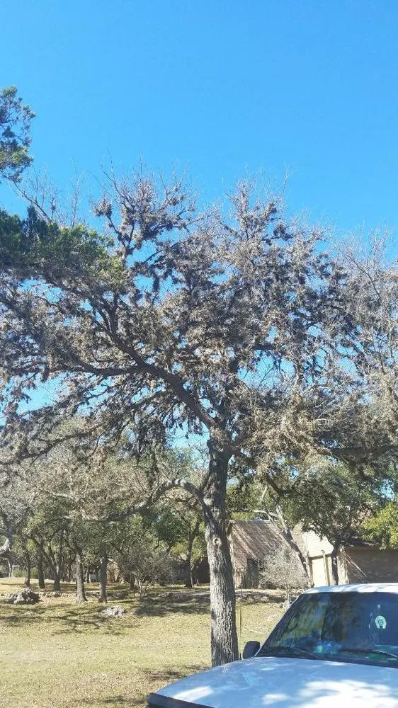 Affordable garden landscaping in San Antonio, TX - E & B Tree service and Landscaping