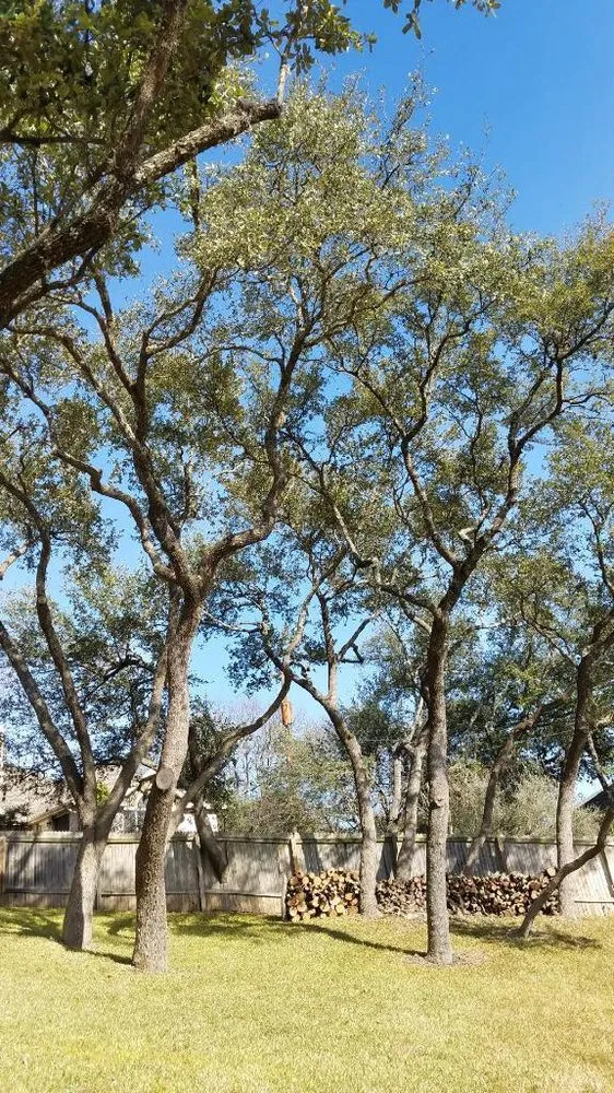 Custom lawn mowing service experts serving San Antonio, TX - E & B Tree service and Landscaping