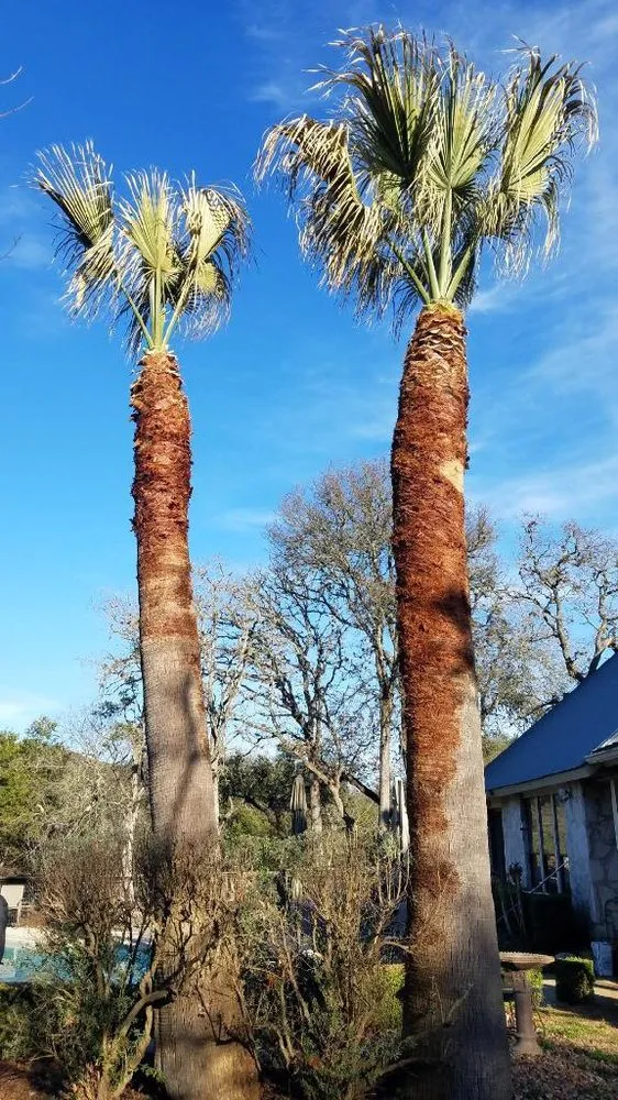 Expert yard cleanup service in San Antonio, TX by E & B Tree service and Landscaping