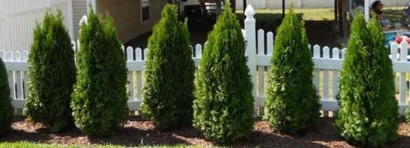 Professional lawn care service in West Haven, CT by E & D Landscaping