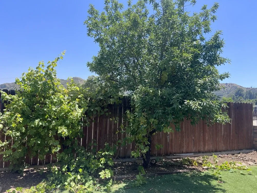 Local yard maintenance in Woodland Hills, CA - E & E Landscaping