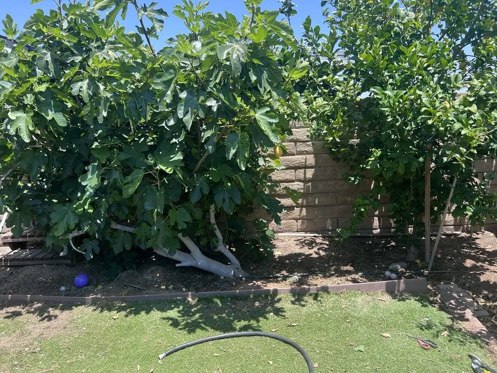 Custom outdoor landscaping in Woodland Hills, CA by E & E Landscaping