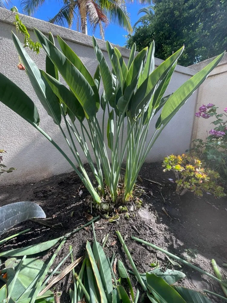 Custom garden landscaping experts serving Anaheim, CA - E & J Landscape and Gardening