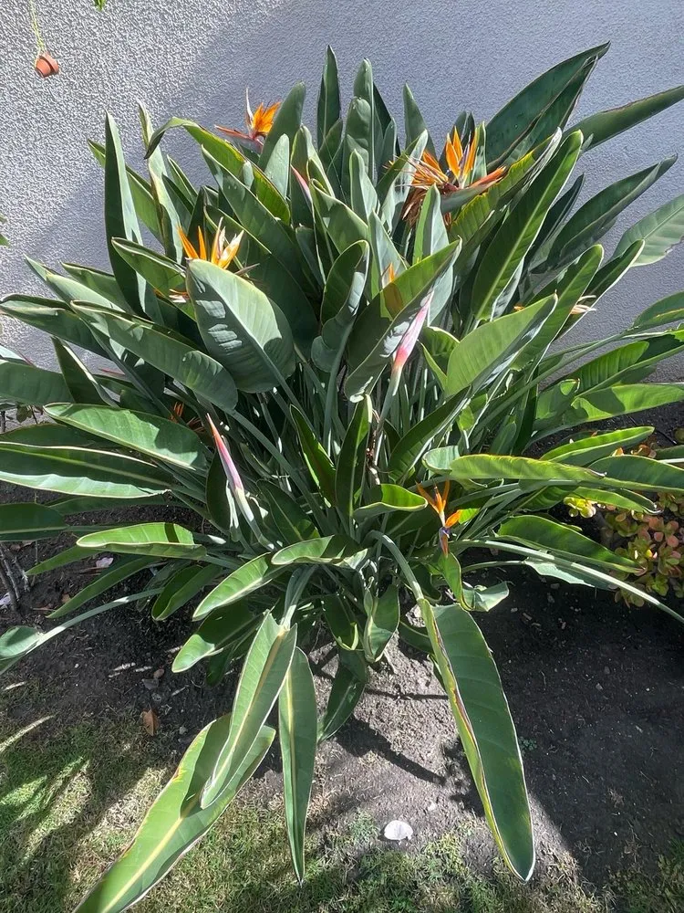 Professional outdoor landscaping for homes in Anaheim, CA by E & J Landscape and Gardening