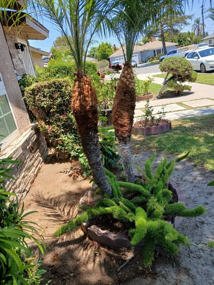 Expert landscaping services for homes across Anaheim, CA - E & J Landscape and Gardening