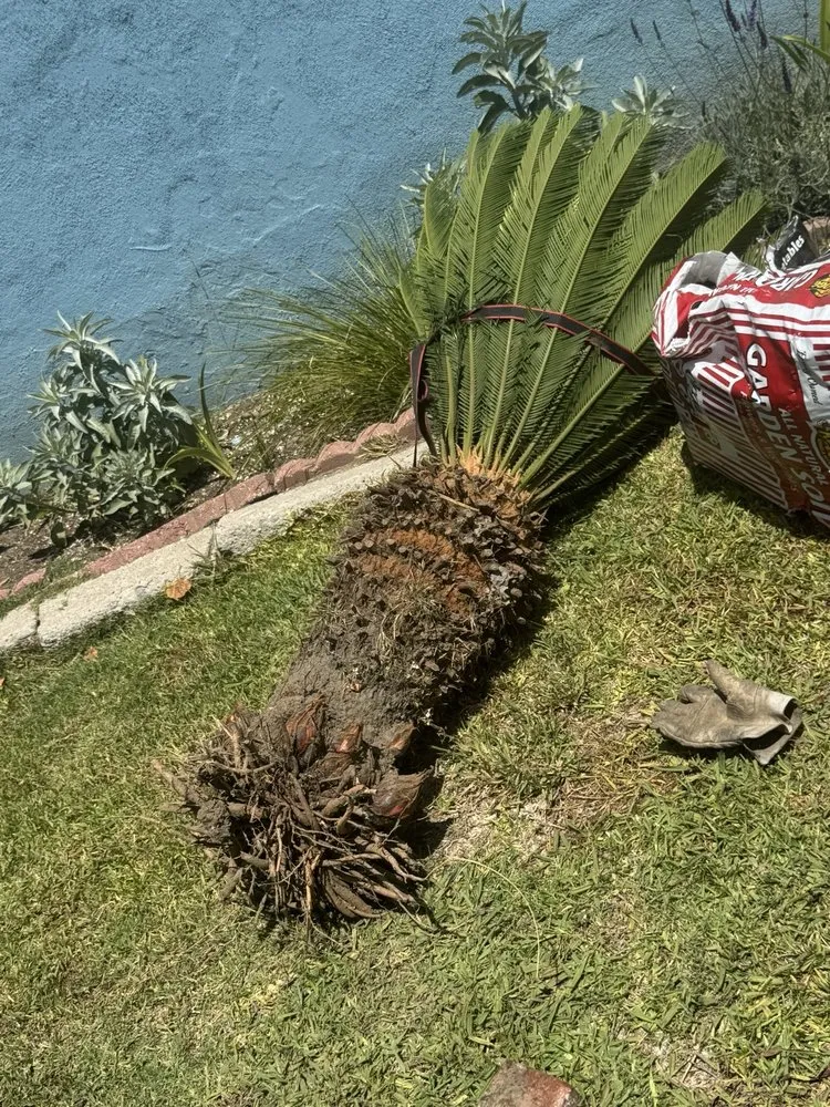 Expert landscape installation for homes in Anaheim, CA by E & J Landscape and Gardening