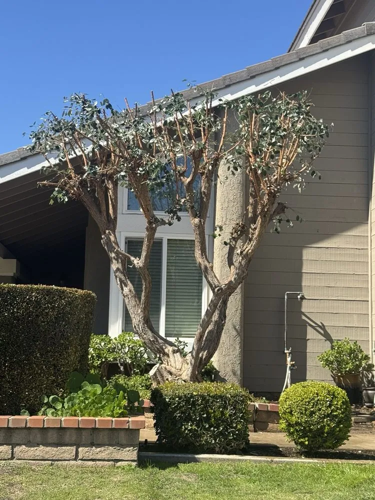 Professional residential landscaping for homes in Anaheim, CA by E & J Landscape and Gardening