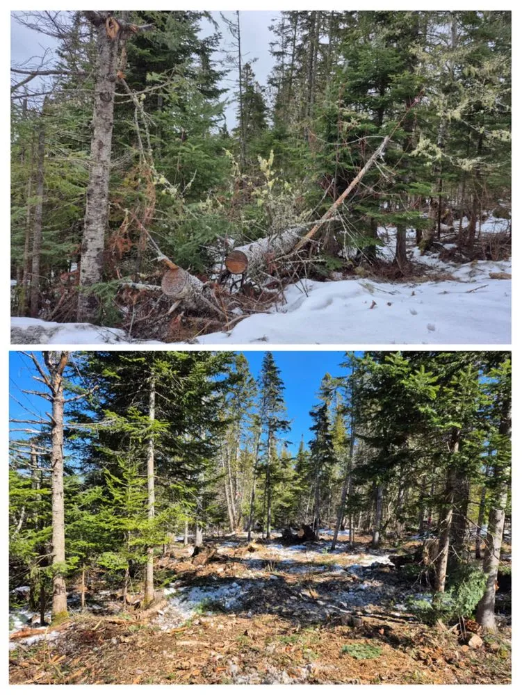 Reliable yard cleanup service for beautiful yards in Rangeley, ME by E & J Property Maintenance