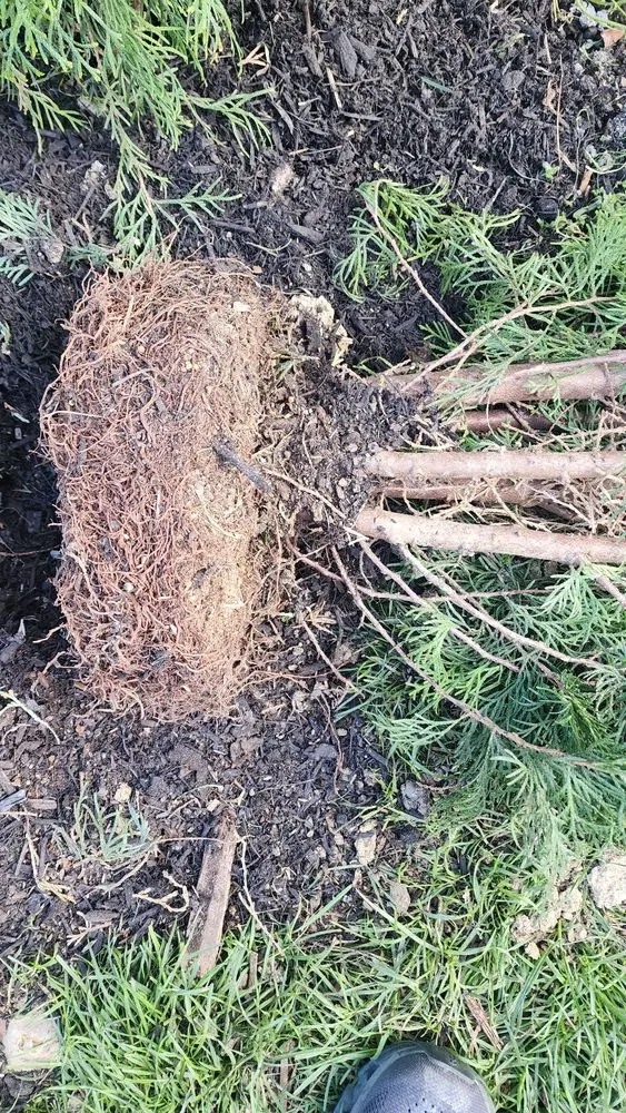 Expert lawn mowing service in Columbus, OH - E & L Lawn Care