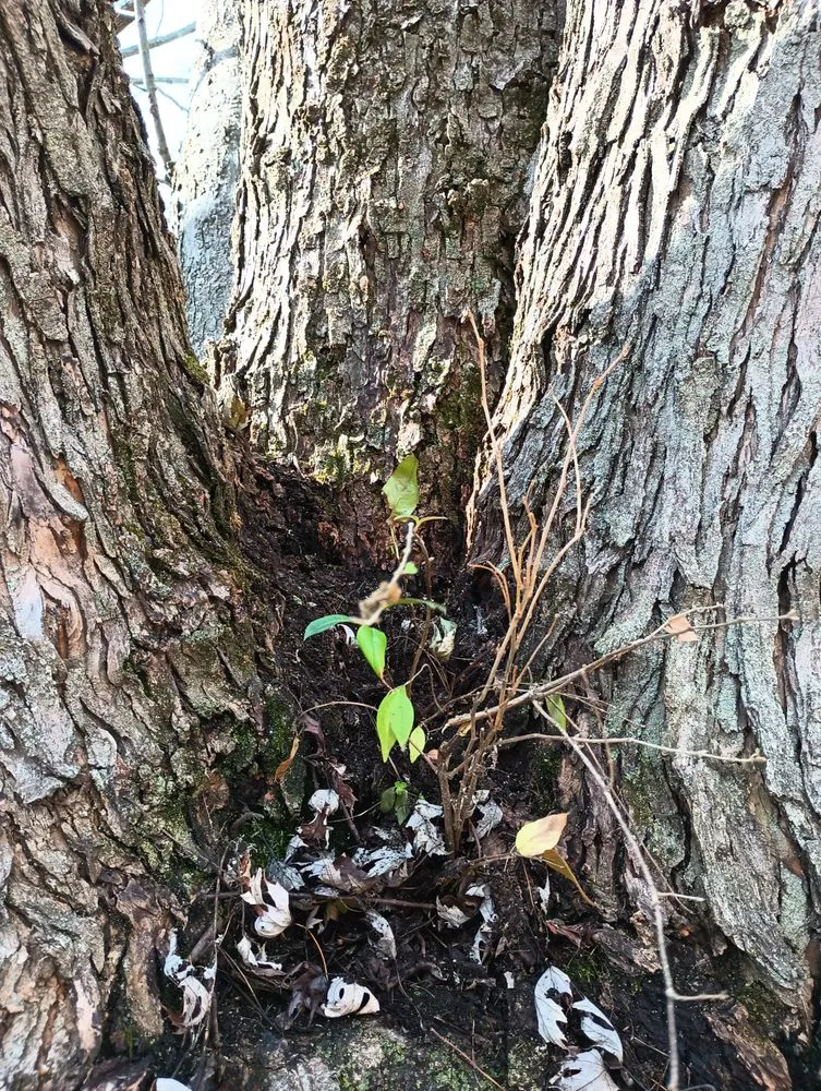 Local lawn mowing service for outdoor upgrades across Springfield, OH - E & M Tree & Lawn Service