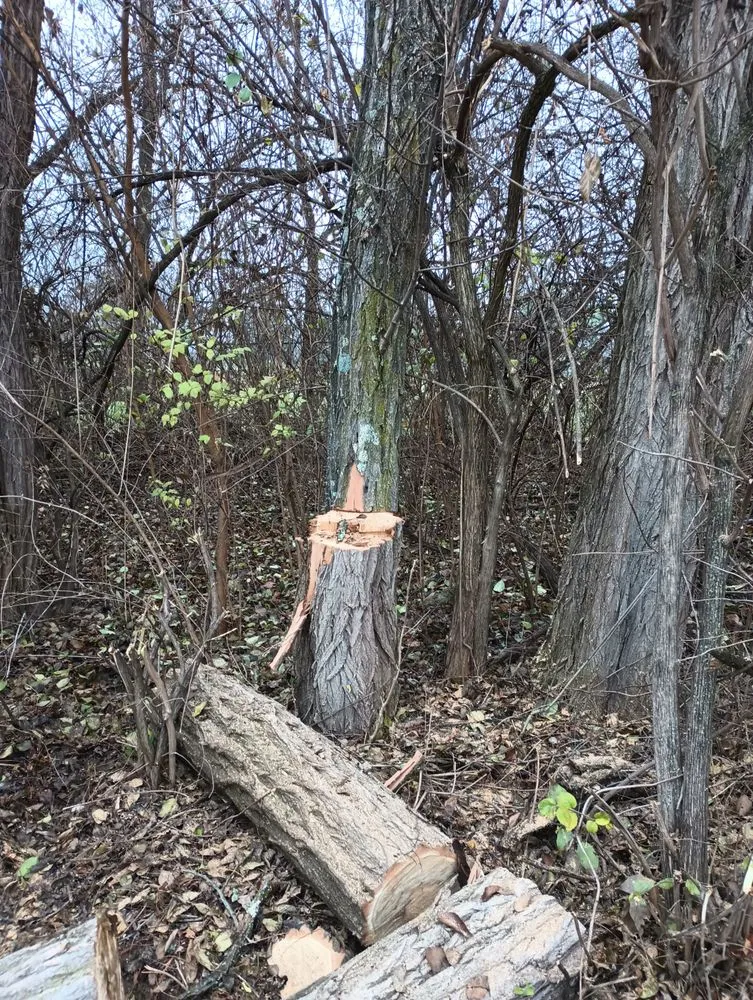 Trusted lawn care service in Springfield, OH by E & M Tree & Lawn Service