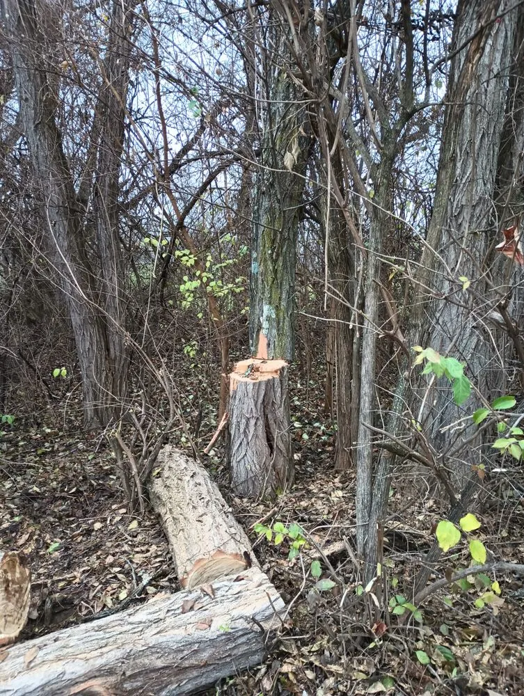 Local outdoor landscaping in Springfield, OH - E & M Tree & Lawn Service