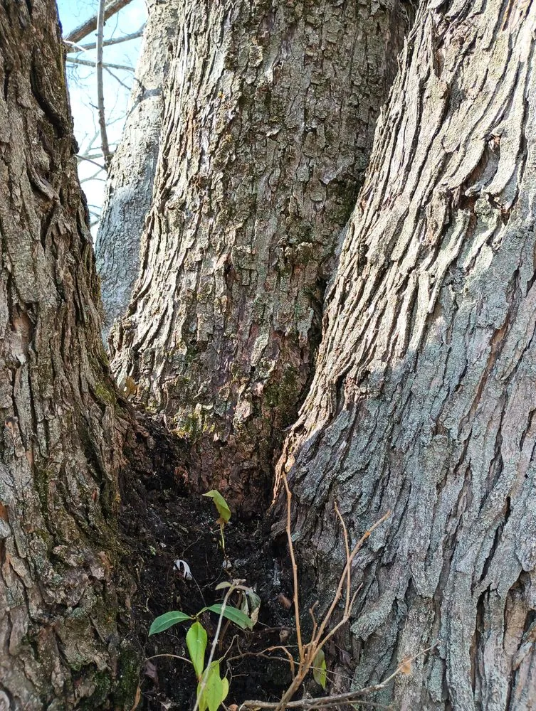 Top-rated landscape design for year-round maintenance across Springfield, OH - E & M Tree & Lawn Service