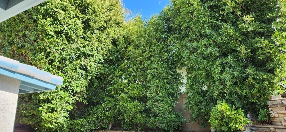 Professional landscaping services in Gardena, CA - E & M Tree Service