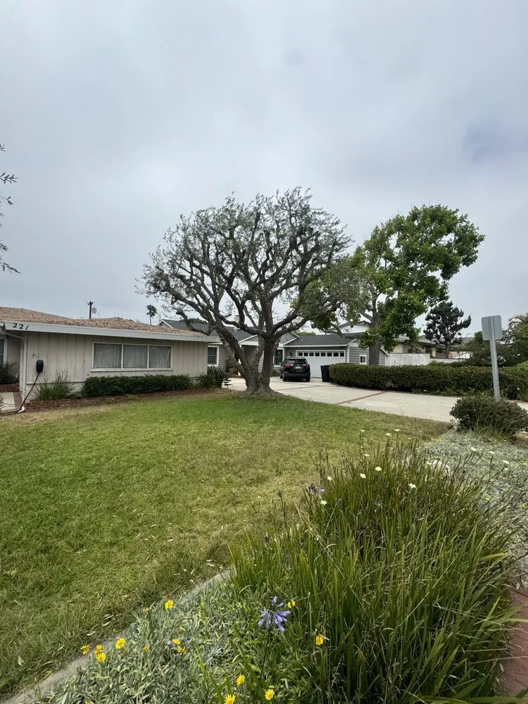 Reliable yard maintenance in Gardena, CA by E & M Tree Service