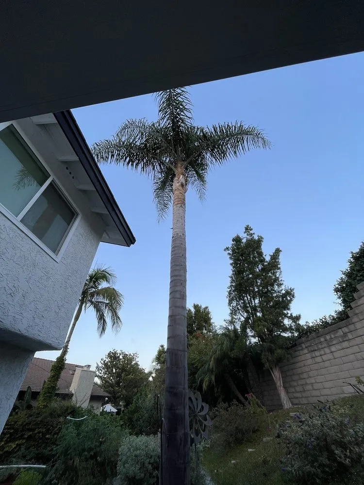 Local yard cleanup service experts serving Gardena, CA - E & M Tree Service