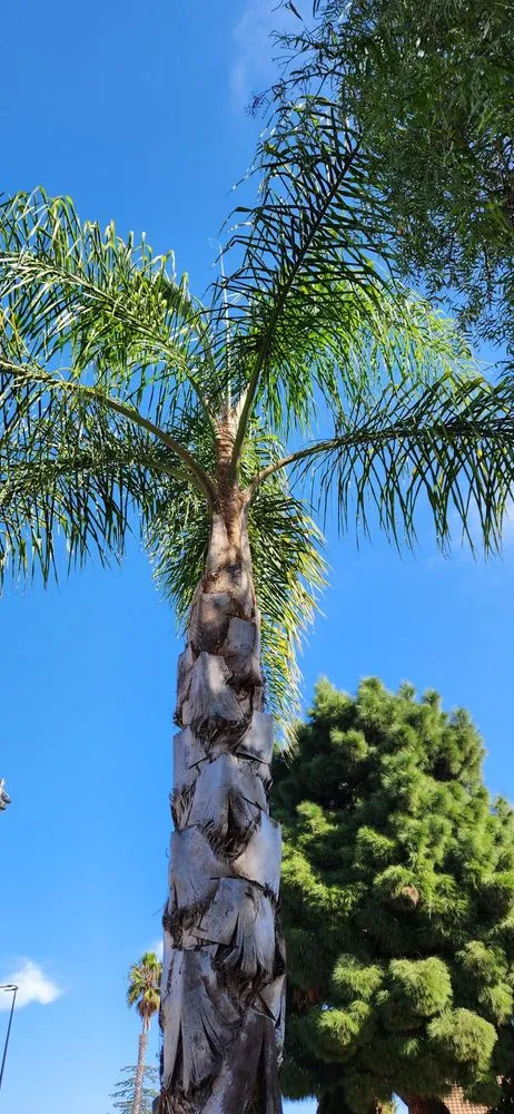 Local lawn care service with custom design across Gardena, CA - E & M Tree Service