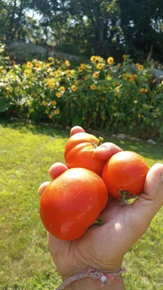 Reliable landscaping services experts serving New London, CT - E & R International Design Landscaping