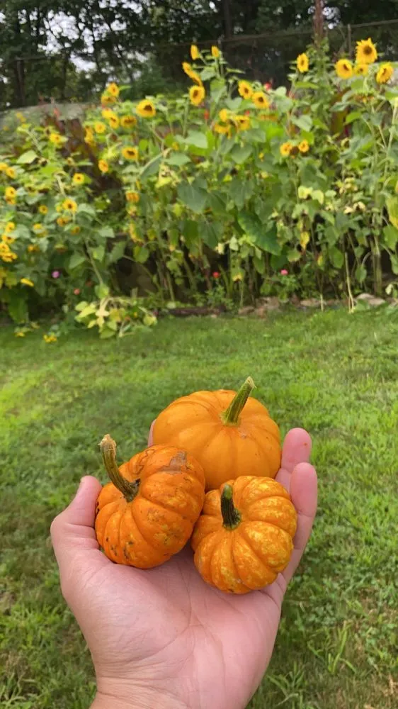 Local lawn care service near you across New London, CT - E & R International Design Landscaping