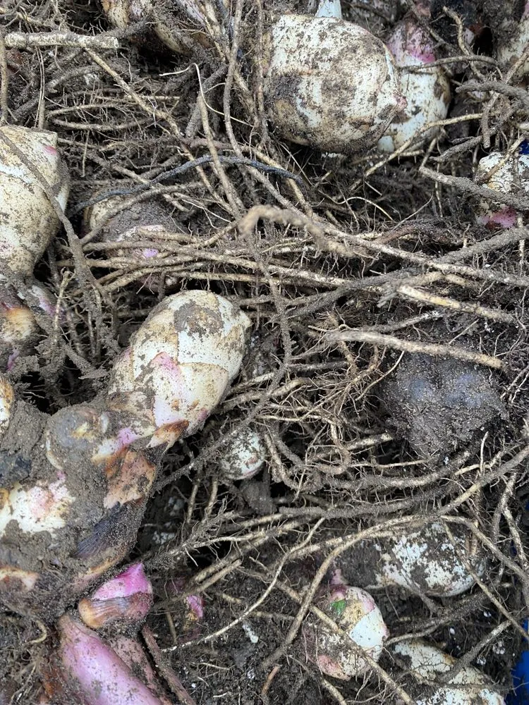 Custom outdoor landscaping in New London, CT by E & R International Design Landscaping