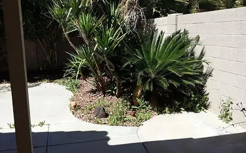 Local outdoor landscaping experts serving Peoria, AZ - E & S Landscaping Services