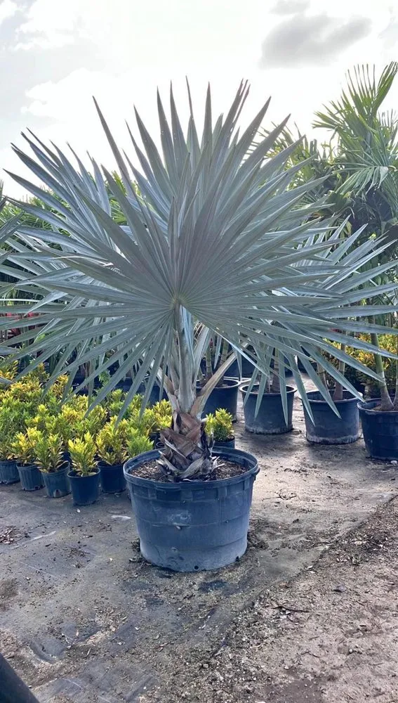 Expert landscape installation for beautiful yards in West Palm Beach, FL by E Aguilar Landscaping