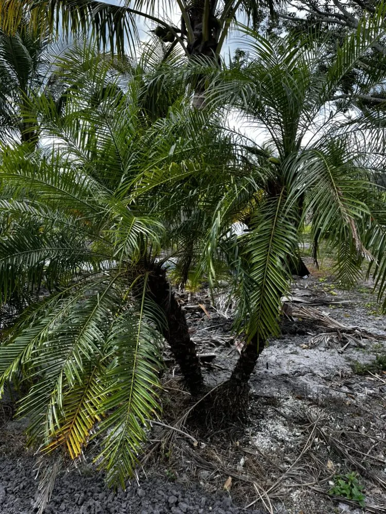 Top-rated garden landscaping with custom design across West Palm Beach, FL - E Aguilar Landscaping