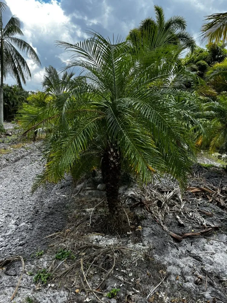 Top-rated yard maintenance in West Palm Beach, FL - E Aguilar Landscaping