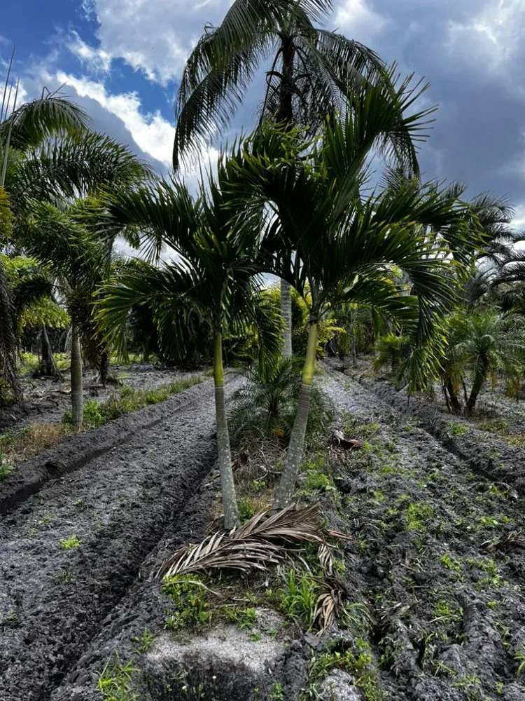 Professional yard maintenance for homes in West Palm Beach, FL by E Aguilar Landscaping