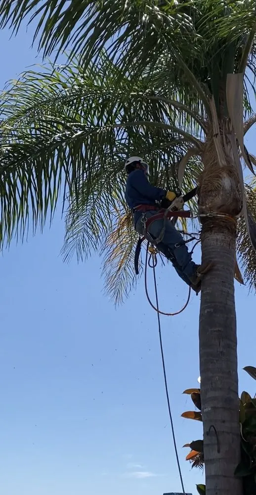 Local yard cleanup service for residential properties across Laguna Niguel, CA - E and C Landscaping Maintenance